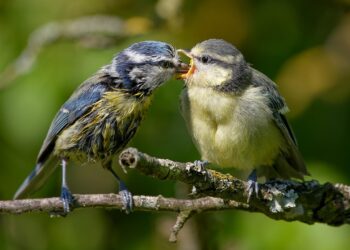 Unlocking the Secrets of Effective Parenting: Tips for Every Stage