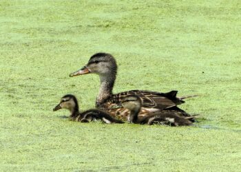 Unlocking Effective Communication: Top Parenting Tips for Teenagers