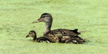 Unlocking Effective Communication: Top Parenting Tips for Teenagers