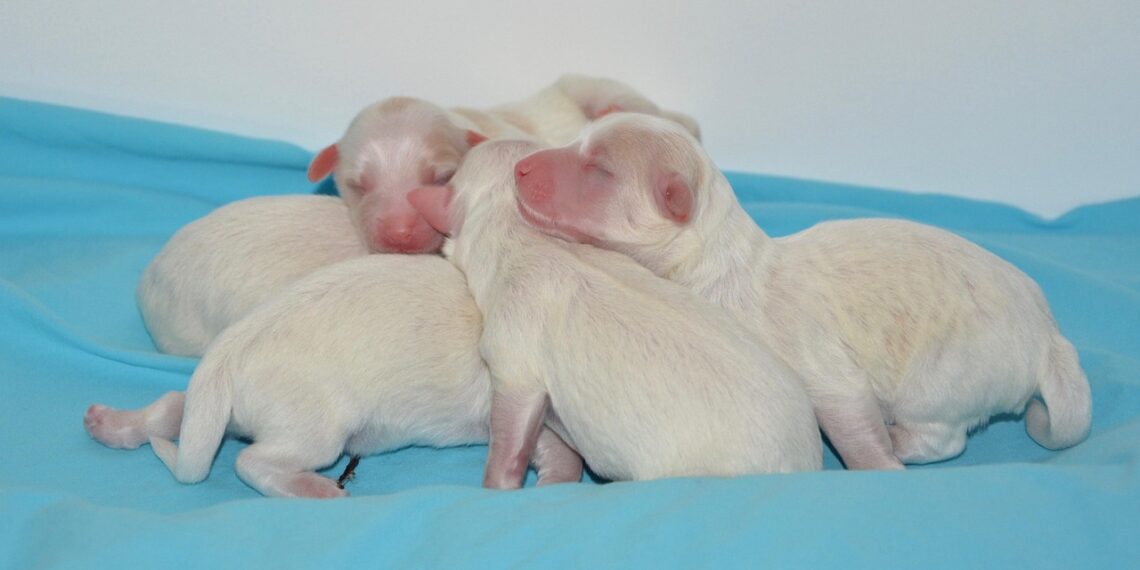 Newborn Safety Precautions: Tips for a Safer Nursery