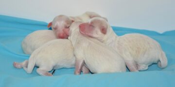 Newborn Safety Precautions: Tips for a Safer Nursery